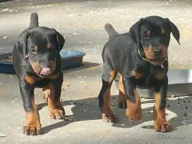 DIJUAL ANAK ANJING DOBERMAN