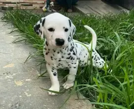 DIJUAL ANAK ANJING DALMATION
