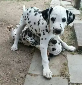 DIJUAL ANAK ANJING DALMATION