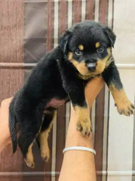 DIJUAL ANAK ANJING ROTTWEILER
