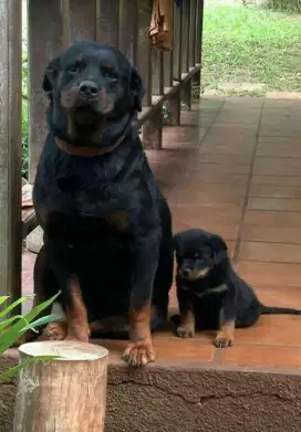 DIJUAL ANAK ANJING ROTTWEILER