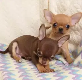 DIJUAL ANAK ANJING CHIHUAHUA
