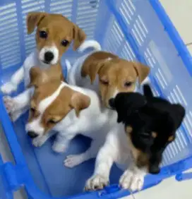 DIJUAL ANAK ANJING JACK RUSSELL