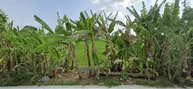 Sawah Seluas 905 m2 Daerah Kalitirto, Berbah, Sleman, Yogyakarta