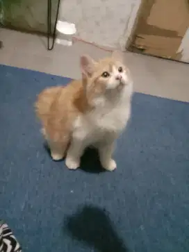 Nyari pawrents baru yg mau ngurus, ganti makannya aja