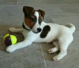 DIJUAL ANAK ANJING JACK RUSSELL
