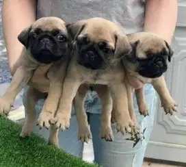 DIJUAL ANAK ANJING PUG