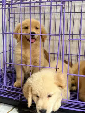 DIJUAL ANAK ANJING GOLDEN RETRIEVER