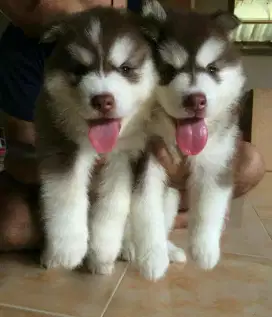 DIJUAL ANAK ANJING SIBERIAN HUSKY