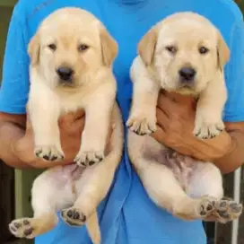 DIJUAL ANAK ANJING LABRADOR RETRIEVER