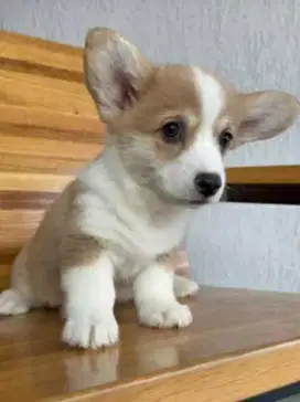 DIJUAL ANAK ANJING CORGI