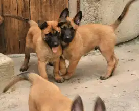 DIJUAL ANAK ANJING BELGIAN MALINOIS