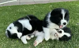 DIJUAL ANAK ANJING BORDER COLLIE