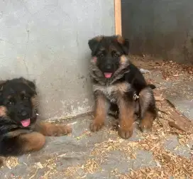 DIJUAL ANAK ANJING HERDER/GSD