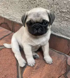 DIJUAL ANAK ANJING PUG
