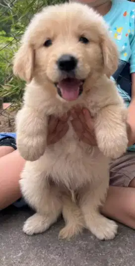 DIJUAL ANJING GOLDEN RETRIEVER