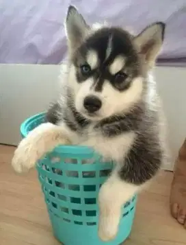 DIJUAL ANAK ANJING SIBERIAN HUSKY