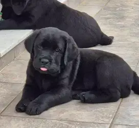 DIJUAL ANAK ANJING LABRADOR RETRIEVER