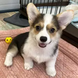 DIJUAL ANAK ANJING CORGI