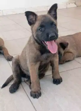 DIJUAL ANAK ANJING BELGIAN MALINOIS