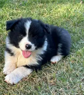 DIJUAL ANAK ANJING BORDER COLLIE