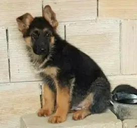 DIJUAL ANAK ANJING HERDER/ GSD