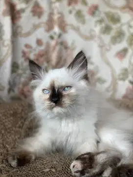 Anabul Persia Himalaya