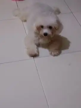 Toy poodle jantan stb