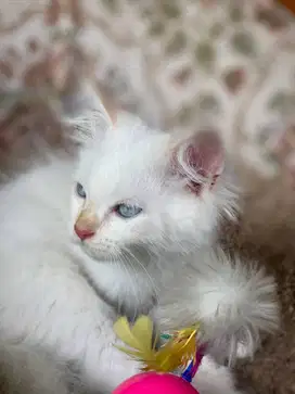 Anabul Persia Himalaya
