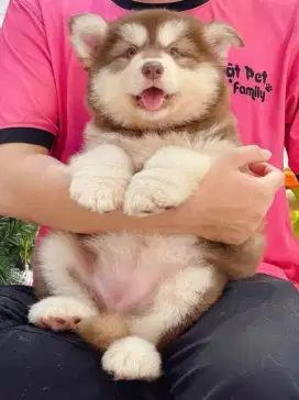 DIJUAL ANAK ANJING SIBERIAN HUSKY