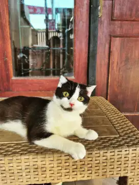 Kucing Scottish fold