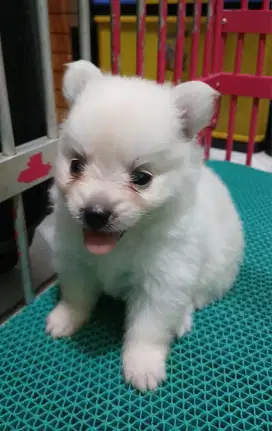 Anakan Minipom non Stb.