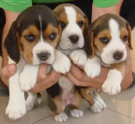 DIJUAL ANAK ANJING BEAGLE
