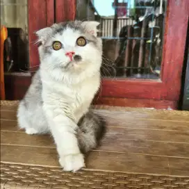 Kucing Scottish fold