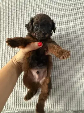 Anak Anjing Poodle Lucu dan Sehat