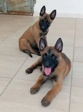 DIJUAL ANAK ANJING BELGIAN MALINOIS