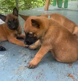 DIJUAL ANAK ANJING BELGIAN MALINOIS