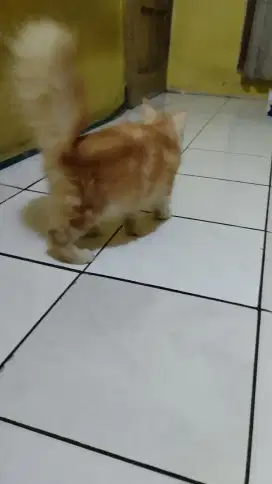 Jual anakan kucing persia