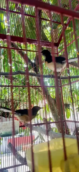 murai seri F2 umur 1 bulan lebih