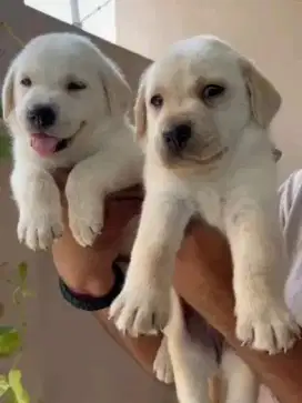 DIJUAL ANAK ANJING LABRADOR RETRIEVER
