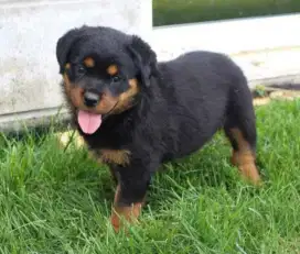DIJUAL ANAK ANJING ROTTWEILER