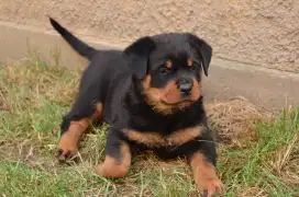 DIJUAL ANAK ANJING ROTTWEILER