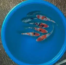 Ikan koi size 15cm sampai 20cm