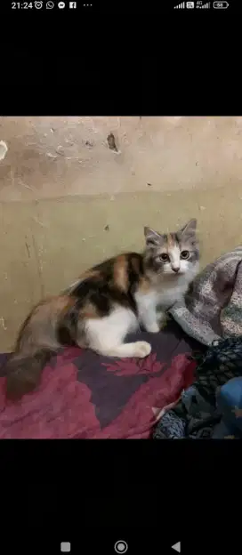 Jual anakan kucing persia