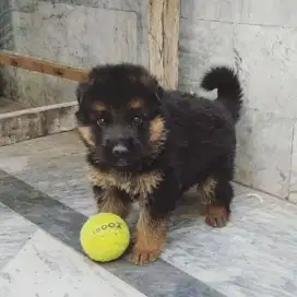 DIJUAL ANAK ANJING GERMAND SHEPARD ( HERDER)