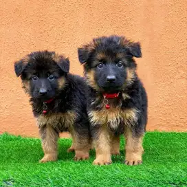 DIJUAL ANAK ANJING GERMAND SHEPARD ( HERDER)