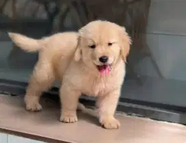 DIJUAL ANAK ANJING GOLDEN RETRIEVER