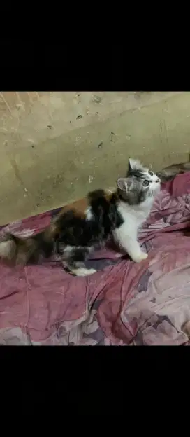 Jual anakan kucing persia