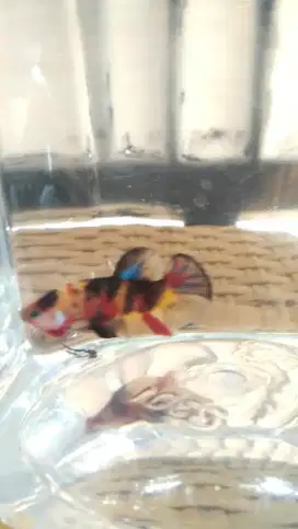 Jual Ikan cupang