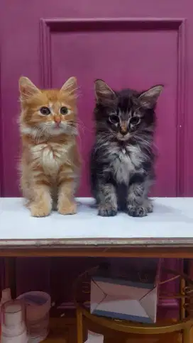 Kucing kitten Persia medium